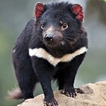 Tasmanian Devil