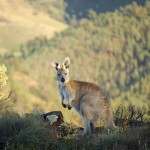 Euro Kangaroo