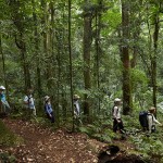 Scenic-Rim-Trail_Rainforest-500KB
