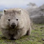 Wombat