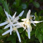 Flora on Cape to Cape track