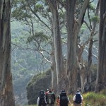 Blue Gum Forest