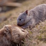 Baby wombat