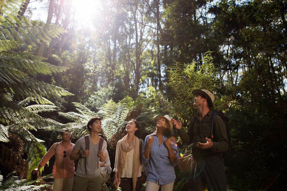 Discover the Australian rainforest with Great Walks of Australia on the Twelve Apostles Lodge Walk in Victoria.
