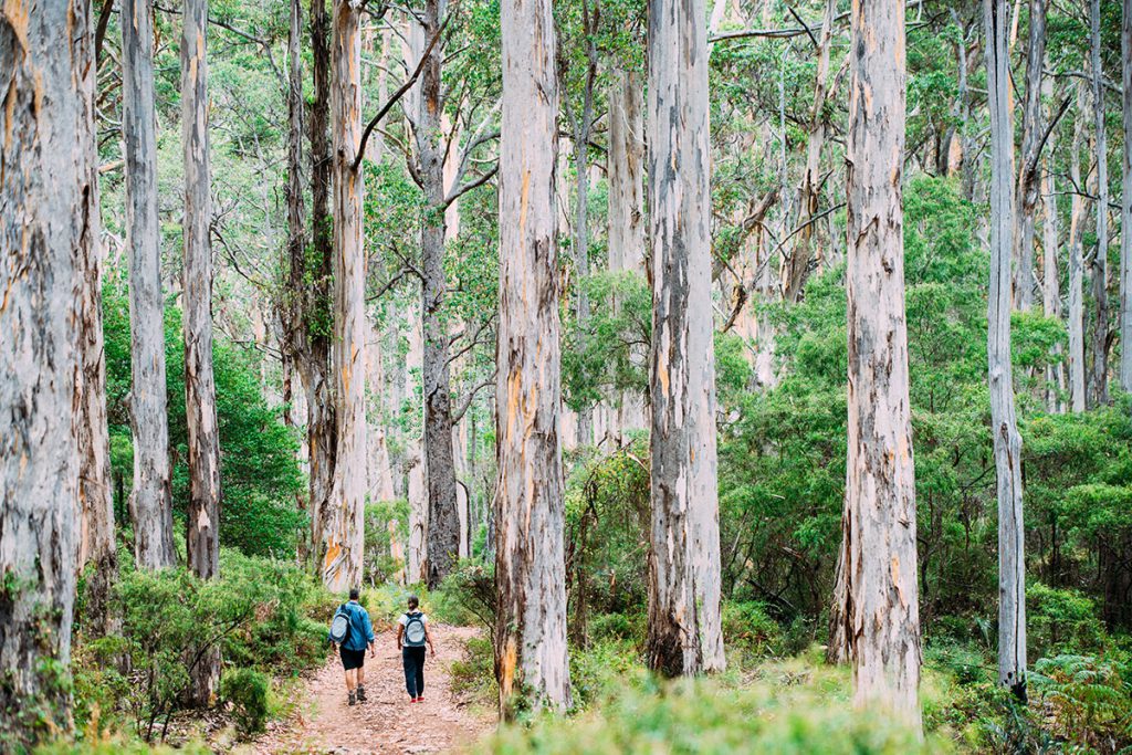 Walk through Boranup Forest on the Margaret River Cape to Cape Walk in Western Australia.