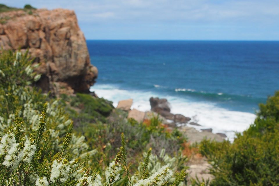 Discover unique Austrlalian flora with Great Walks of Australia on the Margaret River Cape to Cape Walk.