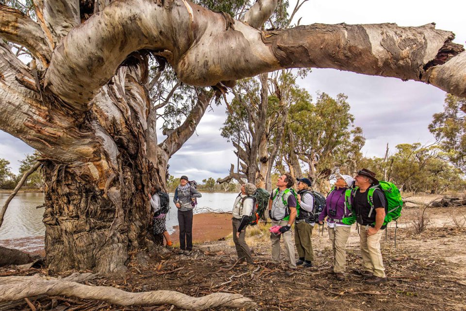 Discover unique Australian landscapes with Great Walks of Australia on the Murray River Walk, South Australia.