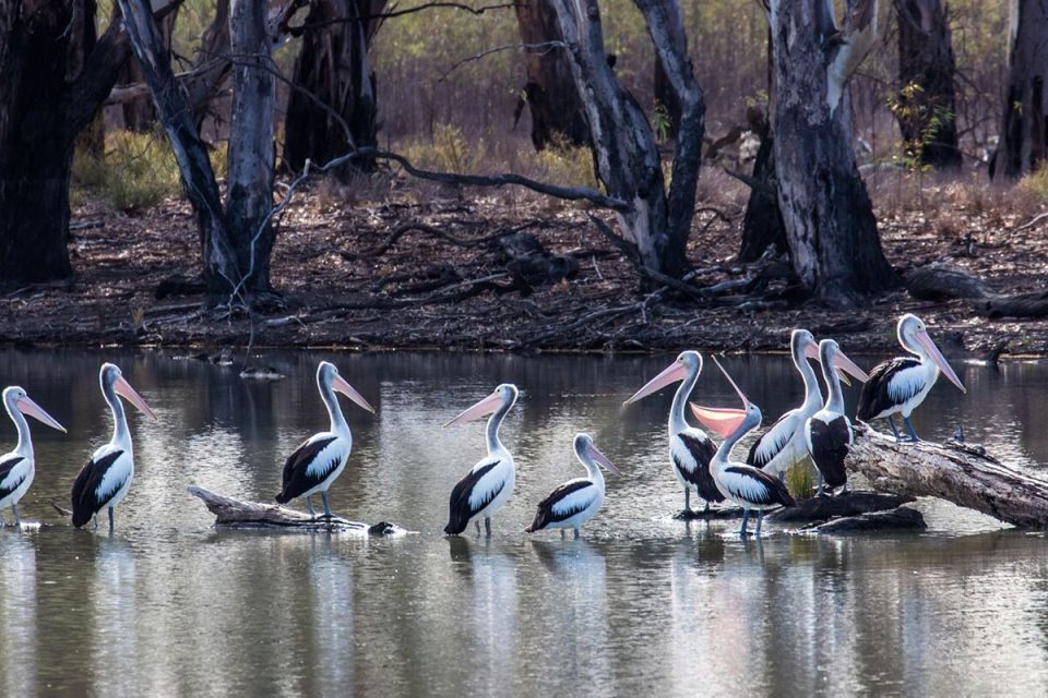 Discover Horseshoe Lagoon with Great Walks of Australia on the Murray River Walk in South Australia.