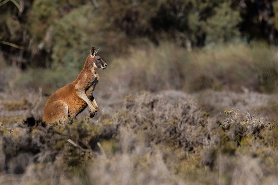 See kangaroos at Bulyong Island on the Murray River Walk in South Australia.