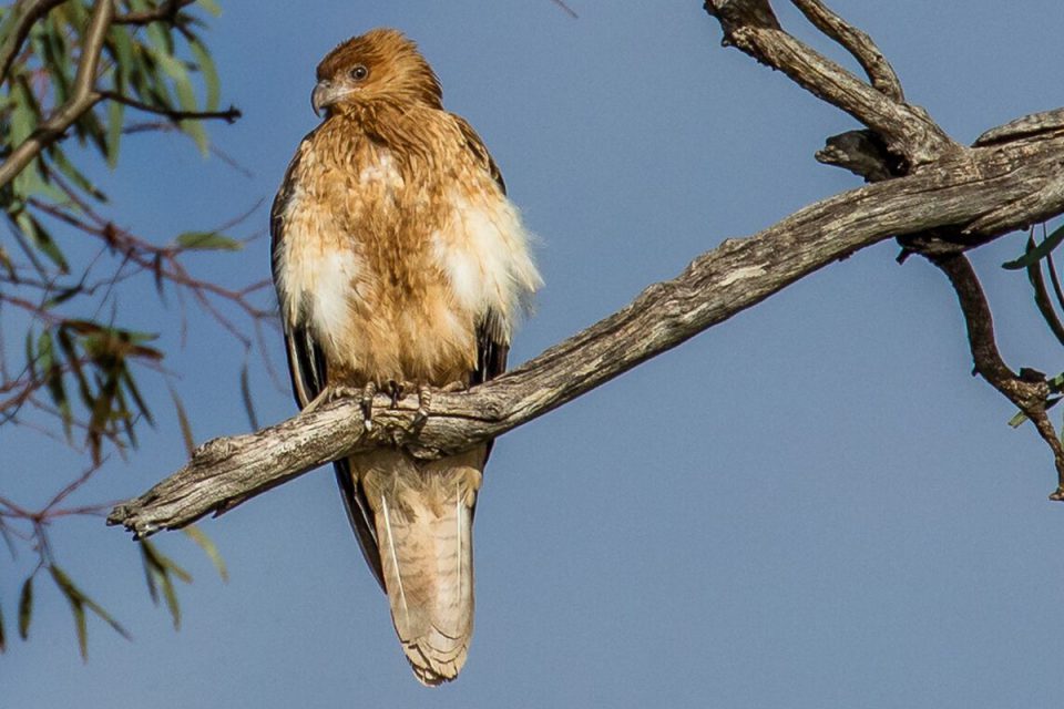 See Whistling Kites at Chowilla Creek with Great Walks of Australia on the Murray River Walk.