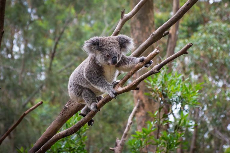 Encounter unique Australian wildlife like the koala on the Scenic Rim Trail in Queensland.