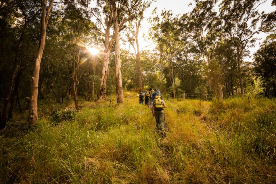 Join other walkers on the Scenic Rim Trail in Queensland with Great Walks of Australia.