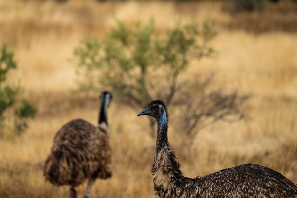 Discover unique Australian wildlife like the South Australian emu with Great Walks of Australia on the Arkaba Walk.