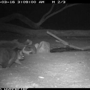 Brush Tail Possum at night