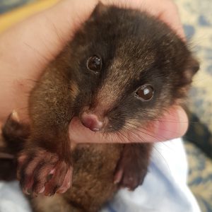 possum great walks of australia