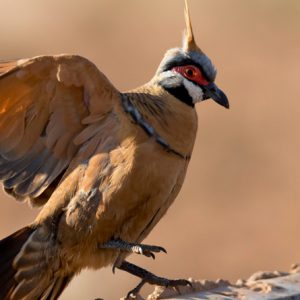 Spinifex Pigeon on the Larapinta Trail