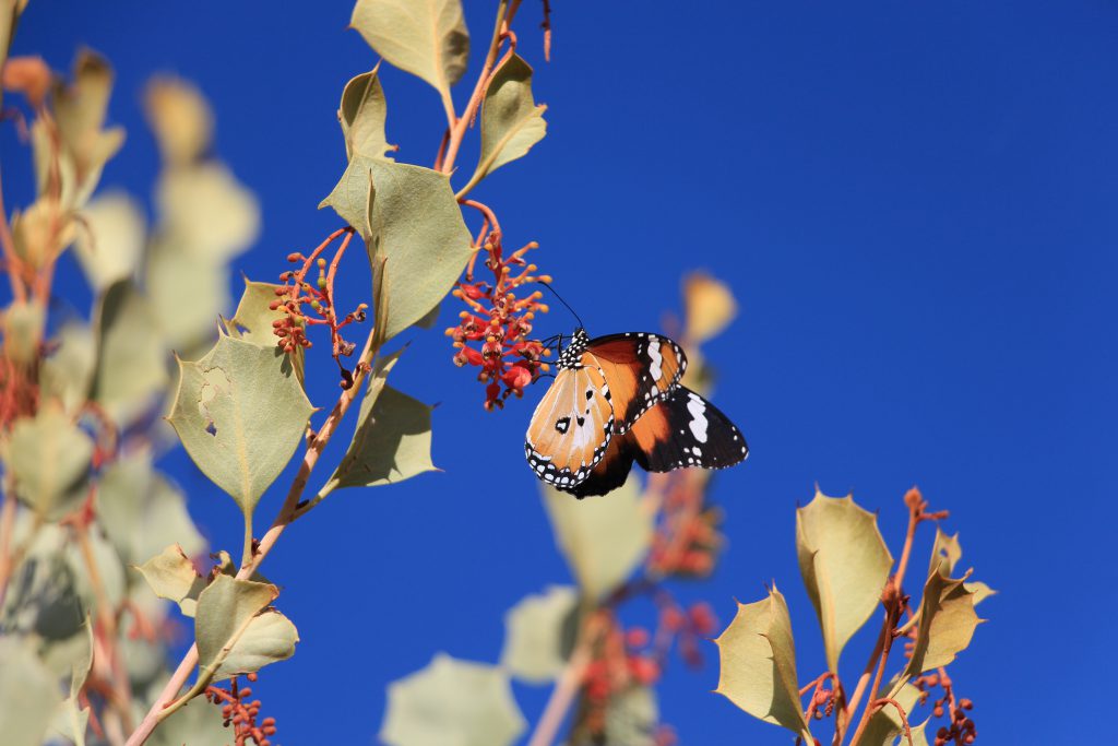 Orange and black butterfly with white spots perched on eucalyptus branch against clear blue sky