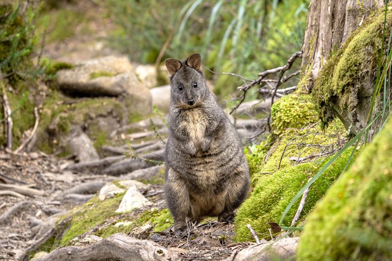 Small gray wallaby standing alert on mossy log in Australian forest habitat