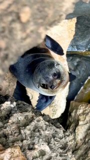 Too cute for words.... however wildlife magic happens on the Kangaroo Island Signature Walk.

Seals basking on sun-warmed rocks 🦭
Kangaroos grazing beside the track 🦘
Sea eagles circling the cliffs 🦅
Echidnas shuffling through the bush 🦔

It’s nature up close, raw and real — the kind that leaves you wide-eyed and grinning.

Walk where wildlife rules the coastline.
📍 Kangaroo Island, South Australia
👣 4 days / 3 nights
💚 Guided, immersive, unforgettable

#GreatWalksofAustralia #KangarooIslandSignatureWalk #SeeAustralia #SouthAustralia #WildlifeEncounters #NatureMoments #WalkYourWay #EcoLuxuryTravel #AdventureAwaits