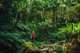 Nature has a way of settling the mind, slowing the breath and giving your brain the reset it didn’t know it needed. 🌿✨

Time outdoors is linked to better mood, lower stress, clearer thinking and even stronger immunity. And new research shows that regular walking can help slow cognitive decline and support long-term brain health. 🧠💚

Now imagine a multi-day walk…

On a Great Walk of Australia, you’ll cover 25–72 km (15–45 miles) — anywhere from 35,000 to 100,000 steps of pure calm, clarity and connection.

If you’re craving space to breathe, think, reconnect or feel inspired… the tracks and trails are waiting.

🌿 Explore our walks → greatwalksofaustralia.com.au/our-walks