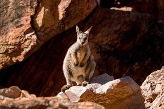 The Wonders of Wildlife Up Close and In Person 🐾🦘 

Out on the track and trails, it’s not unusual to meet a curious wombat wandering the path, a mob of kangaroos grazing in the distance, or a pair of wallabies watching quietly from the bush.

Spot an echidna waddling past, emus striding through the open plains, or hear the distinct calls of native birds overhead 🐦🪶

One of the most breathtaking parts of a Great Walk of Australia experience are these often surprising and delighting observations of Australia’s wildlife… right there, in the moment and in the wild.

No fences. No crowds. No vehicles. 
Just you, your small group, and nature as it’s meant to be.

Because we walk – not ride – through national parks and conservation areas, the experience is gentle, quiet, and respectful. 🚶‍♀️

That’s why wildlife is often unfazed, and we’re rewarded with rare, up-close and stunning moments in their natural habitat.

📸 Bring your camera, keep your eyes peeled… and walk slowly – the magic happens when you least expect it.

🐾 Have you had a wildlife moment on the trail that took your breath away?
Share your story below or tag us in your photos!

🔗 Explore our 15 signature walks and start planning your next wild adventure:
greatwalksofaustralia.com/our-walks

#GreatWalksofAustralia #Seeaustralia #WildlifeWonder #WalkAustralia #EcoTourism #WombatWatch #KangarooCountry #Birdwatching #NatureTherapy #SlowTravel #LeaveOnlyFootprints