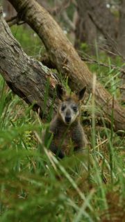 Just a few hours from Melbourne, the Twelve Apostles Apostles Signature Walk with @taswalkingco  is your chance to truly recharge. Lodge-based comfort, invigorating coastal trails, native wildlife and a beautiful glass of local wine waiting at day’s end. A nourishing escape where you can slow down, reconnect and savour Victoria’s coastline in the most effortless way.

#TwelveApostlesSignatureWalk #GreatWalksOfAustralia #VisitVictoria #GreatOceanRoad
#WalkVictoria #GuidedWalksAustralia #WalkingHoliday #WalkingForWellbeing #WineAndWalks #SeeAustralia #AustralianWalkingCompany #TasmanianWalkingCompany