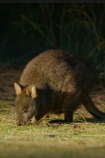 When you least expect it, little evening surprises!

#mariaislandwalk #wildbushluxury #greatwalksofaustralia #seesustralia