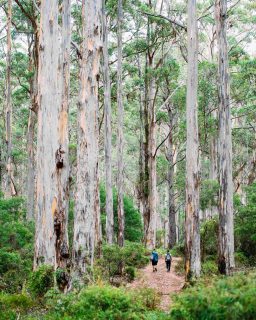Burnout doesn’t arrive in a single moment — it builds through stress, fatigue, and disconnection. Walking is one of the simplest ways to reset. It calms the nervous system, boosts mood, sparks creativity, and reconnects us with what really matters.

A 30-minute walk can shift your day.
A multi-day walk can shift your life.

Nature slows us down.
Shared steps dissolve stress.
Movement restores what pressure drains.

If you’re craving clarity, calm, or a full circuit breaker, the trails and tracks of Australia are waiting.

Explore your next multi-day walk 👉 greatwalksofaustralia.com.au/our-walks

#greatwalksofaustralia #beatingburnout #natureismedicine #mentalwellbeing #walkinginaustralia #walkmorestressless #stressreduction #hikingaustralia #resetandrestore #leadershipwellbeing