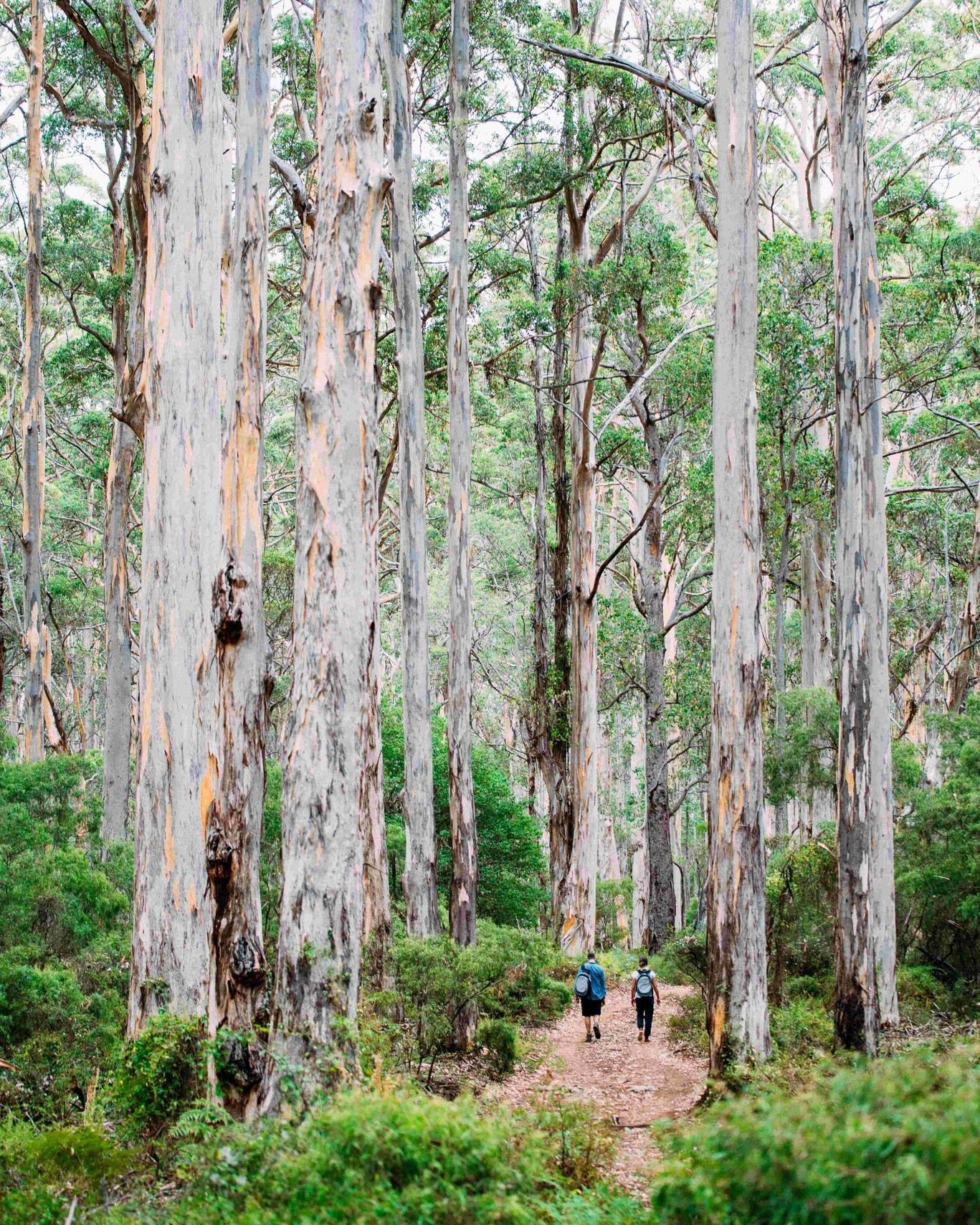 Burnout doesn’t arrive in a single moment — it builds through stress, fatigue, and disconnection. Walking is one of the simplest ways to reset. It calms the nervous system, boosts mood, sparks creativity, and reconnects us with what really matters.

A 30-minute walk can shift your day.
A multi-day walk can shift your life.

Nature slows us down.
Shared steps dissolve stress.
Movement restores what pressure drains.

If you’re craving clarity, calm, or a full circuit breaker, the trails and tracks of Australia are waiting.

Explore your next multi-day walk 👉 greatwalksofaustralia.com.au/our-walks

#greatwalksofaustralia #beatingburnout #natureismedicine #mentalwellbeing #walkinginaustralia #walkmorestressless #stressreduction #hikingaustralia #resetandrestore #leadershipwellbeing
