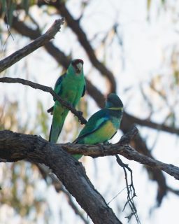 Murray River Trails (SA) - River country, towering cliffs and slow, grounding steps. Walk with the rhythm of water.

#MurrayRiver #SouthAustralia #RiverWalking #NatureSlowDown #GreatWalksOfAustralia #MurrayRiverTrails