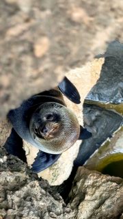 Our wonderful world of wildlife when out walking on a Great Walk of Australia.

#greatwalksofaustralia #seeaustralia #multidaywalking #SlowTravel #naturelovers