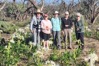 Rain in inland and outback Australia changes everything.

Across parts of inland Australia this week, the country has soaked up an extraordinary burst of rain. In some areas, nearly a third of the annual rainfall fell in just 72 hours. In the outback, it was widespread with some areas exceeding the entire annual rainfall.

For those who know nature, this isn’t just weather. It’s renewal.

Along the Murray and Darling rivers, wild Rain Lilies are pushing up through the cliff sands, blooming almost overnight. Fresh insects appear, and with them comes the surge of birdlife and wildlife that follows the desert’s delicate food chain.

What can seem harsh and still one week becomes vibrant, alive, and full of movement the next.

For walkers heading into the bush this season whether more inland or outback, this rain brings something special.

Expect landscapes that feel refreshed, birdlife in abundance, and the quiet magic that happens when country awakens after rain.

It’s moments like this that remind us the outback is never empty.
It’s simply waiting.

Explore our range of incredible inland & outback walks this season:

• Murray River Walk – ancient river landscapes and mallee country
• Arkaba Walk in the Flinders Ranges – a 63,000-acre private wildlife conservancy
• Uluru-Kata Tjuṯa Signature Walk – desert country rich in culture and story
• Classic Larapinta Trek in Comfort – iconic desert walking in the West MacDonnell Ranges.

Sometimes the best time to walk... is just after the rain.

For more info - see our link in the bio.

#GreatWalksOfAustralia #AustralianOutback #WalkingAustralia #NatureRenewed #LuxuryWalking #OutbackAustralia