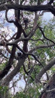 There’s something about walking that slows everything down…

And then, just like that, nature gives you a moment like this.

Two koalas.
Still. 
Peaceful. 
Unbothered by the rush of the world below.

A gentle reminder to look up…

Because the magic isn’t always at your feet.

Out here, it’s often found in the pause. 🌿

✨ Where could a walk take you? 

Explore our walks and discover moments like this for yourself.

www.greatwalksofaustralia.com.au/our-walks/twelve-apostles-signature-walk/

#GreatWalksOfAustralia #WildlifeEncounters #WalkAustralia #NatureMoments #SlowTravel #VisitVictoria
