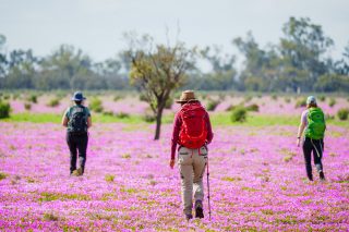 From niche to normal…

Walking holidays are no longer “maybe one day” kind of trips.
It’s becoming the way people choose to experience a destination.

From a 20-minute wander through the botanic gardens…
to a foreshore or esplanade stroll…
to half-day hikes, full-day adventures…
and multi-day walks across the country.

More and more travellers are choosing holidays that feel good.
Fresh air. Open space. Time to think, move, breathe.

They’re seeking comfort without excess,
great food that reflects the region,
and meaningful moments with like-minded people along the way.

It’s less about where you go now.
And all about how you feel while you’re there.

Walking ticks more boxes than ever before. 💚

#GreatWalksOfAustralia #WalkingHolidays #WellbeingTravel #ActiveTravel #NatureConnection