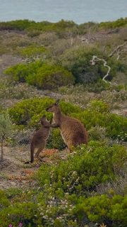 A quiet moment, just the two of them.

On Kangaroo Island, a mother and joey at play… curious, calm, and completely in their element.

You stop, watch, and let them set the pace.

#kangarooisland #southaustralia #wildlifeencounters #walkingholidays #greatwalksofaustralia