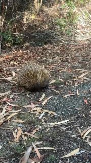 Never know who you might meet out walking… 🦔

One of the joys of exploring on foot is that nature reveals itself differently when you slow the pace down. 

No engines. 
No rushing. 
Just the sounds of the bush and the occasional echidna going about its day.

These are the kinds of moments that make walking through Australia’s landscapes feel so special.

🎥 Taken on the Kangaroo Island Signature Walk, South Australia

#GreatWalksOfAustralia #AustralianWildlife #SeeAustralia #WalkingHoliday #NatureLovers