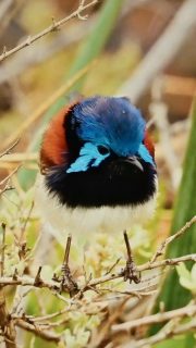 Discover the birdlife on the Murray River Walk. So spectacular. Super special.  #greatwalksofaustralia #wildlife #birdlife #nature #murrayriverwalk