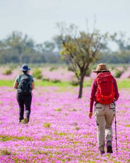 You don’t need to be an extreme hiker to experience a Great Walk of Australia. 🥾

Wondering if you’re fit enough for a multi-day walk? There are experiences suited to different abilities, from easy riverside trails to more active coastal adventures.

🌿 Murray River Walk
Easy, mostly flat bush trails paired with time cruising the river.

⛰️ Flinders Island Walking Adventure in Comfort
Easy to moderate, with optional climbs if you’re looking for an extra challenge.

🌊 Maria Island Walk
Easy to moderate, with walking options along the way.

🥾 Bay of Fires Signature Walk & Twelve Apostles Signature Walk
Moderate experiences suited to active walkers.

With guided pacing, organised logistics and suitable preparation, you can choose an experience that matches your ability while still enjoying the challenge and reward of a multi-day walk.

Save this and explore the walk that suits your ability.

#GreatWalksOfAustralia #SeeSouthAustralia #DiscoverTasmania #VisitVictoria #TasmanianWalkingCompany