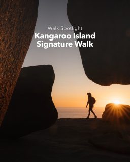 Comment "Kangaroo" and we'll send you all the details & how to book! 

WALK SPOTLIGHT: KANGAROO ISLAND SIGNATURE WALK 🦭

Four days on South Australia's wild southwest coast, and the season is open again.

You'll walk 46km over four days, from the Platypus Waterholes and Admirals Arch to the clifftops of Weirs Cove, with fur seals, sea lions, echidnas and wallabies all possible along the way. Each night you'll return to Cape du Couedic Cottages, the restored 1907 lighthouse keepers' quarters.
Two guides, all meals with selected local drinks, and return transfers and ferry crossings from Adelaide are included. Groups are capped at 14, so it never feels crowded.

Departures run September to December and February to May. Find the dates through the link in our bio.

#greatwalksofaustralia #kangarooisland #walkingholidays #guidedwalks #southaustralia