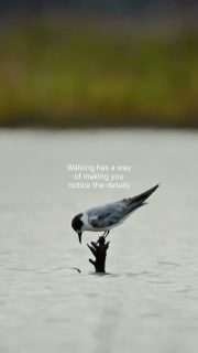 Walking has a way of making you notice the details. 🌿

Patterns in the rock, a bird moving through the trees, light shifting across the water. Exploring on foot gives you time to look a little closer.

What’s something you’ve noticed on a walk that you might otherwise have missed?

#greatwalksofaustralia #seeaustralia #walkingholidays #guidedwalks #naturetravel