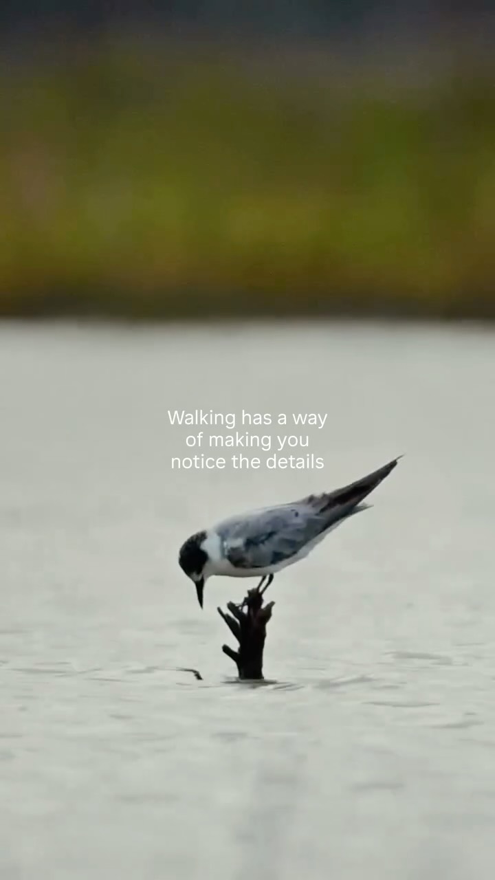 Walking has a way of making you notice the details. 🌿

Patterns in the rock, a bird moving through the trees, light shifting across the water. Exploring on foot gives you time to look a little closer.

What’s something you’ve noticed on a walk that you might otherwise have missed?

#greatwalksofaustralia #seeaustralia #walkingholidays #guidedwalks #naturetravel